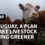 uruguay